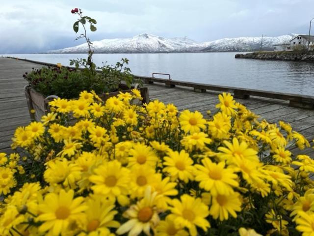 1. Etg I Dampskipsbrygga, Lodingen Havn 외부 사진